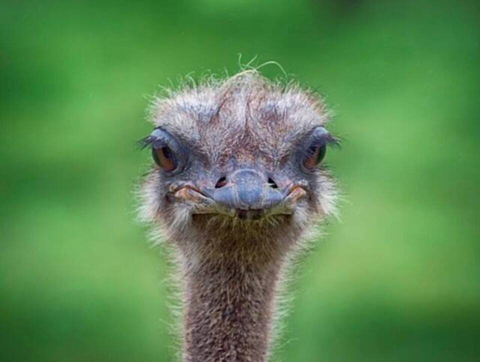 An Ostrich looking around.