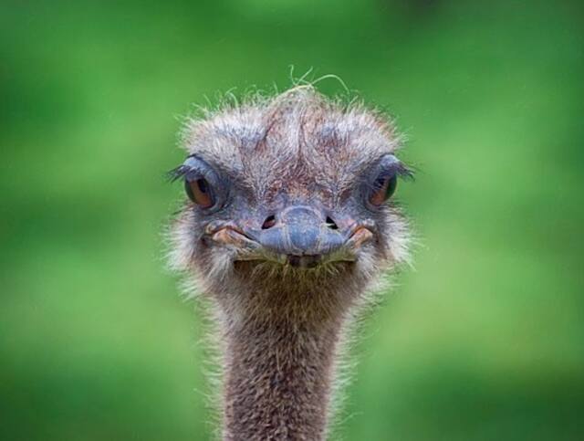 An ostriches head.