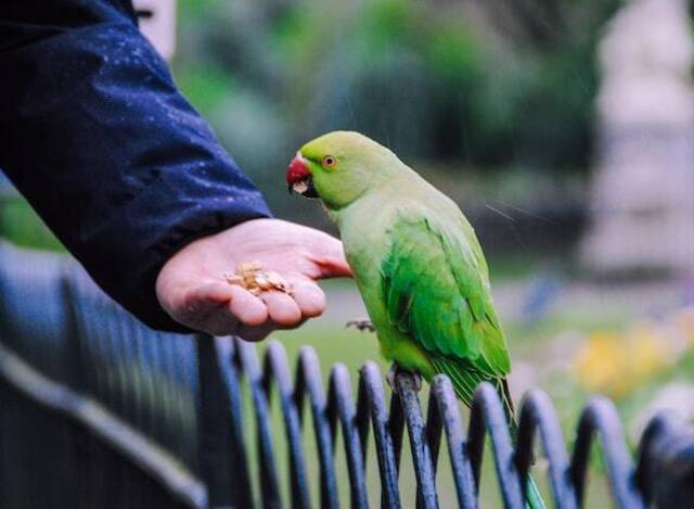 A green parakeet eating crushed nuts from a person's hand.