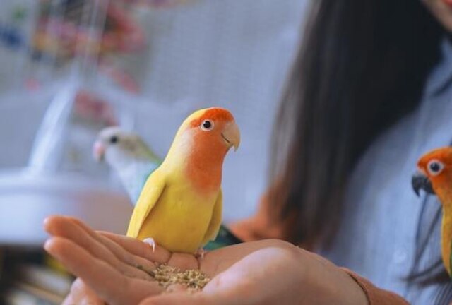 A parrot being hand fed crushed pistachio nuts.