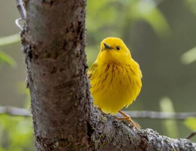An American Yellow Warbler perched in a tree.
