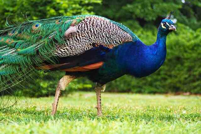 A peacock walking around in a garden.