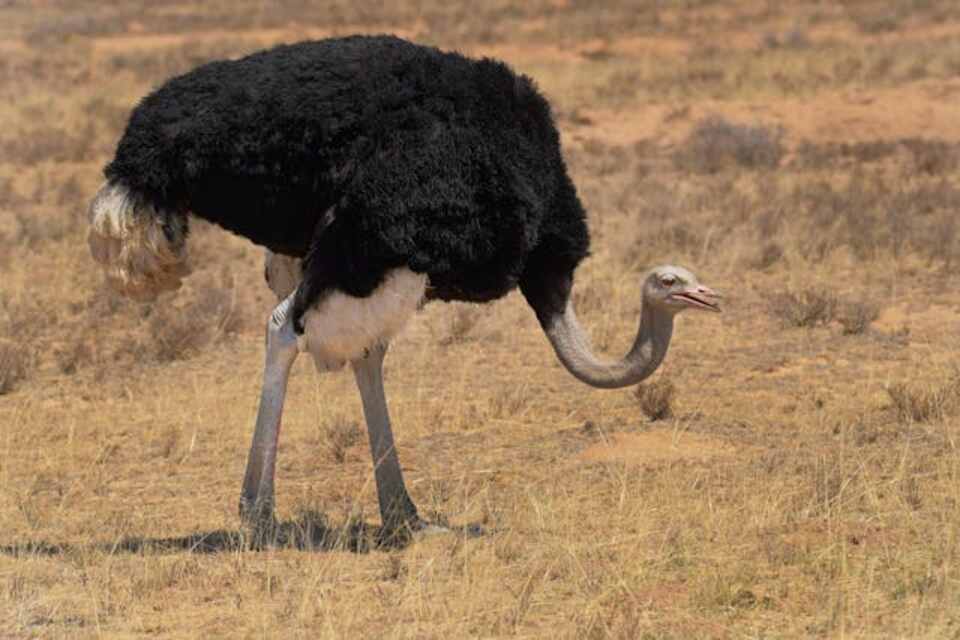 An ostrich foraging for food.