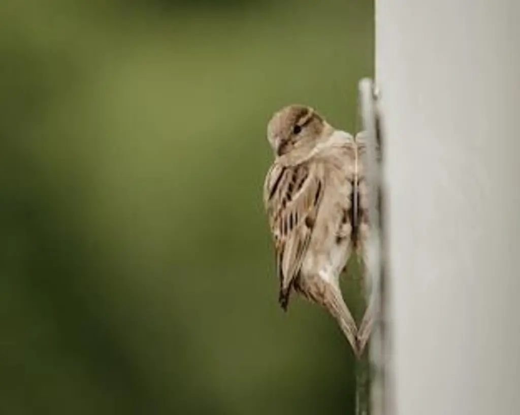 A sparrow staring at its reflection in a mirror in the garden