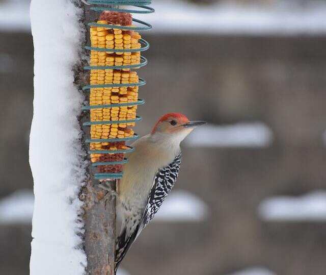 A Red-bellied Woodpecker eating corn on the cob.