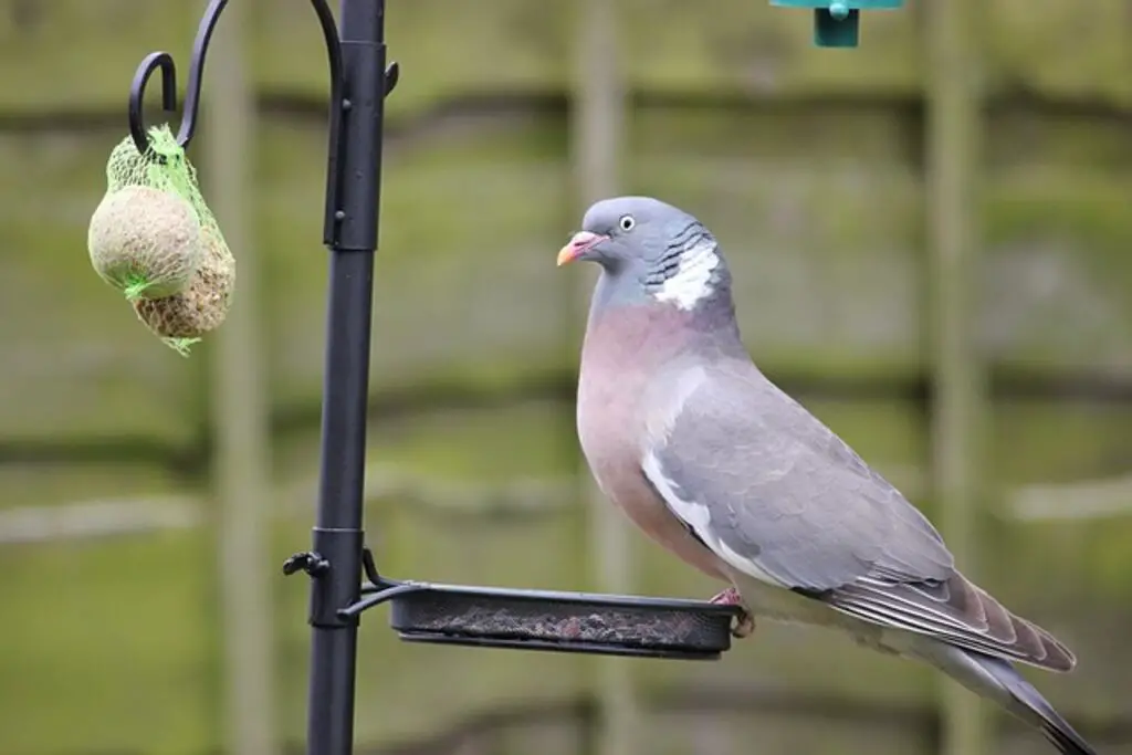 A pigeon feeding on almonds and seeds at a feeding station.