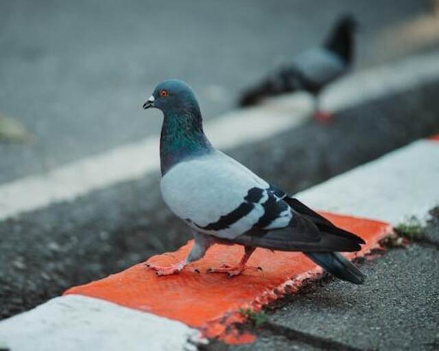 A pigeon bobbing its head while walking.