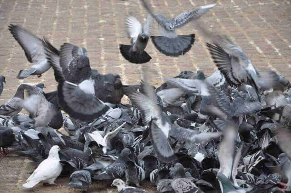 A group of pigeons feeding on rice.