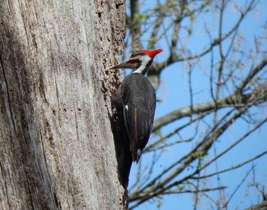 A Pileated Woodpecker drilling holes into the side of a tree.
