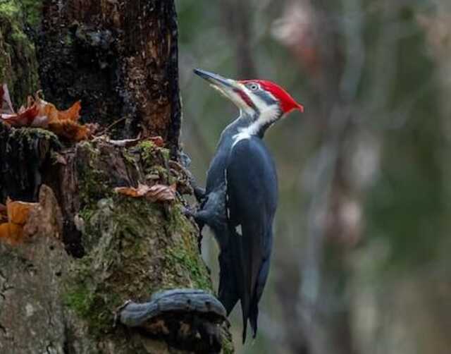 A Pileated Woodpecker perched onto the side of a decaying tree.