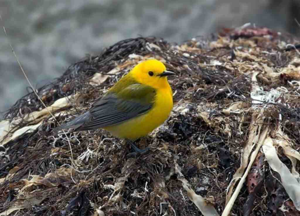 A prothonotary warbler maggot hunting.