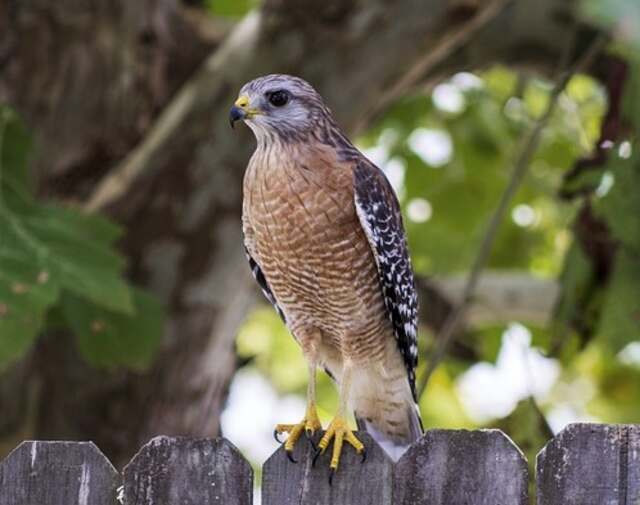 A Red-shouldered Hawk perched on a wooden picket fence.