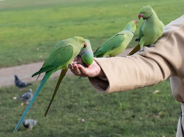 Four Ring-necked parakeets feeding on raisins out of a person's hand.