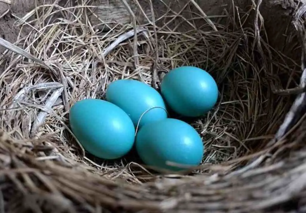 An American Robin's blue eggs in the nest.
