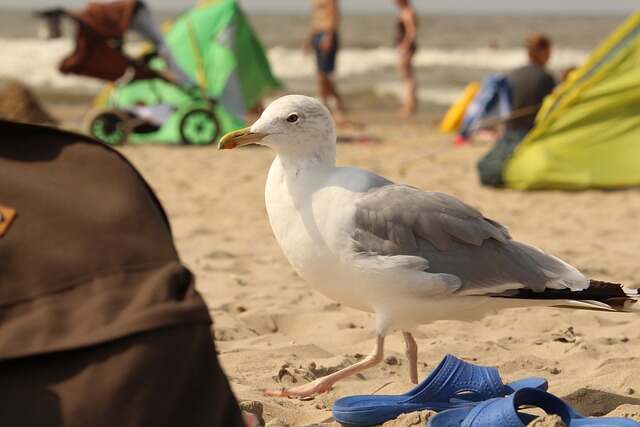 A seagull on a beach in search of some treats.