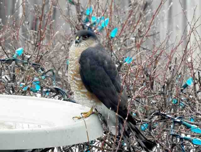 A Sharp-shinned Hawk perched onto the side of a bird bath.