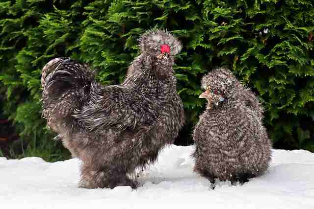 Two silkie chickens foraging in the snow in winter.