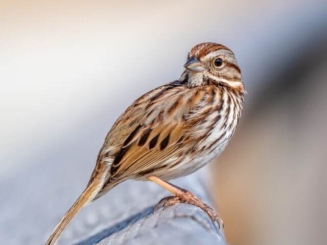 A song sparrow perched on a ledge.