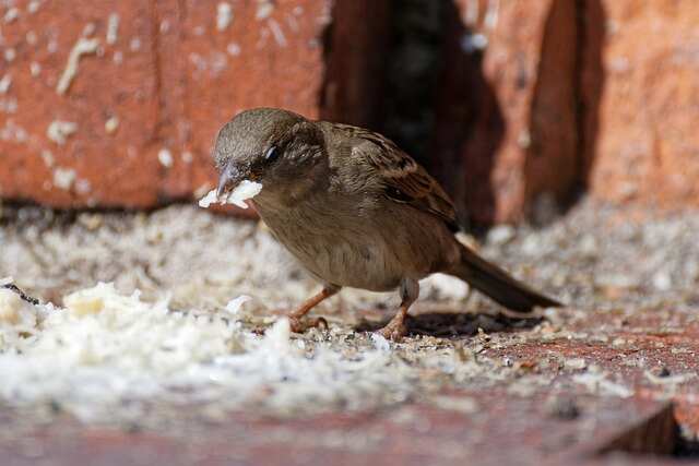 A sparrow eating oats.
