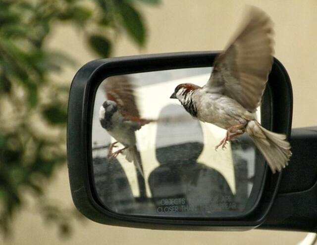 A sparrow staring at itself in a car mirror.