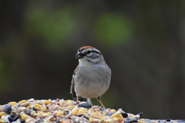 A sparrow feeding on a seed mixture with chia seeds.
