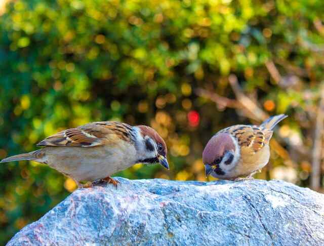 A couple of house sparrows eating raisins.