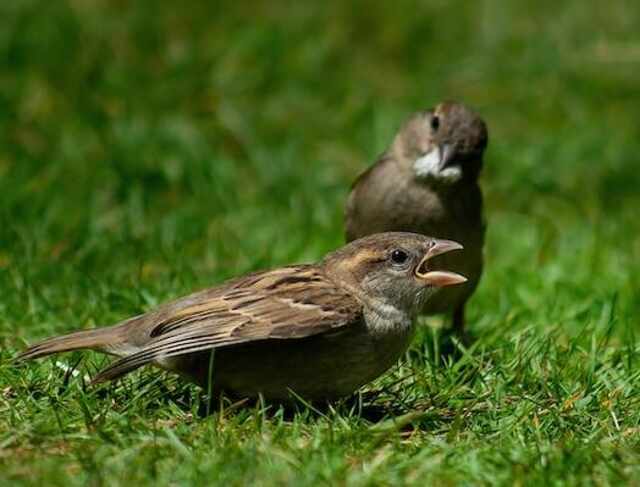 Two sparrows looking for some scraps, foraging on the grass.