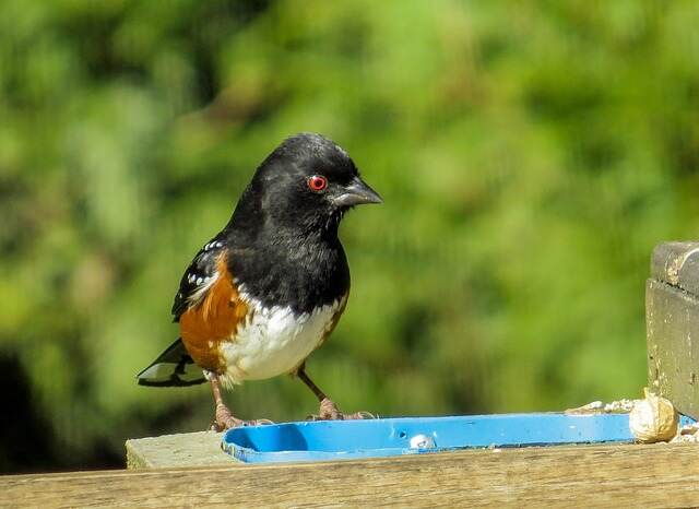 A spotted towhee eating nuts at a bird feeder.