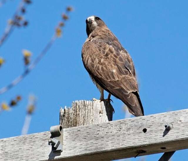 A Swainson's Hawk perched on top of a telephone pole.