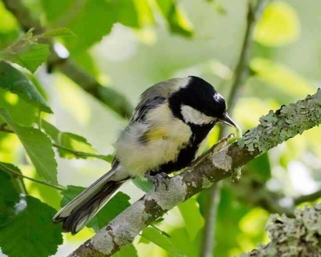 A small tit in search of maggots.