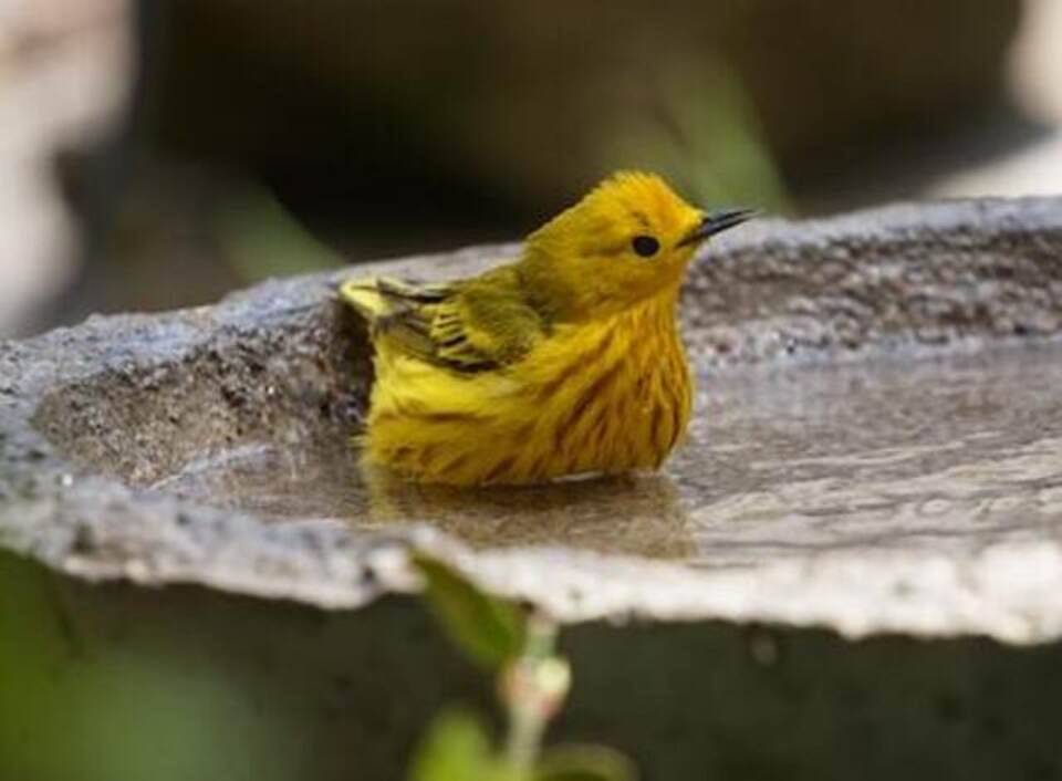 A Yellow warbler in a bird bath.