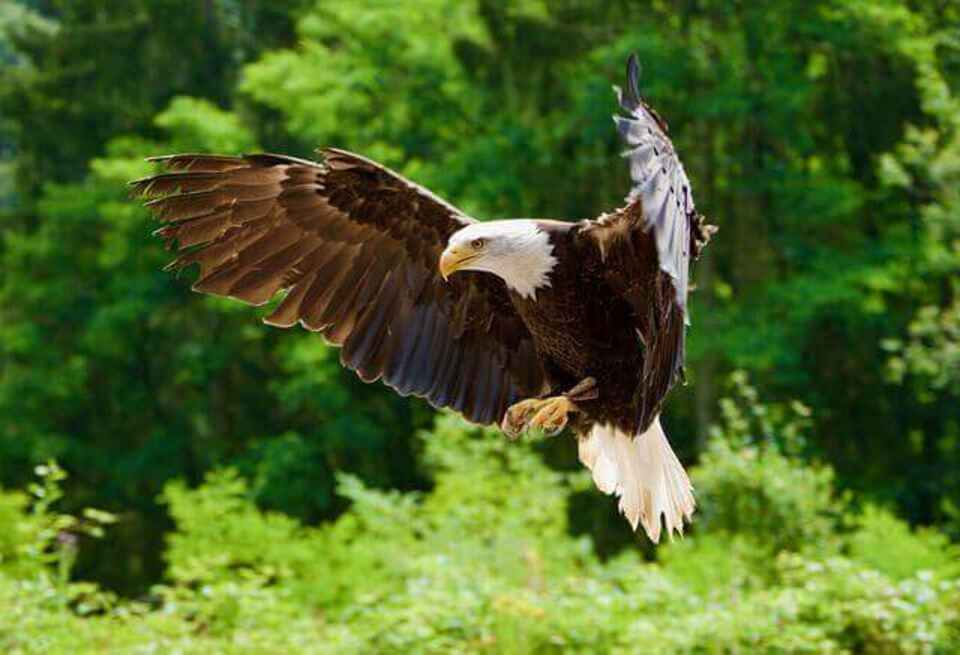 A White-tailed Eagle landing.