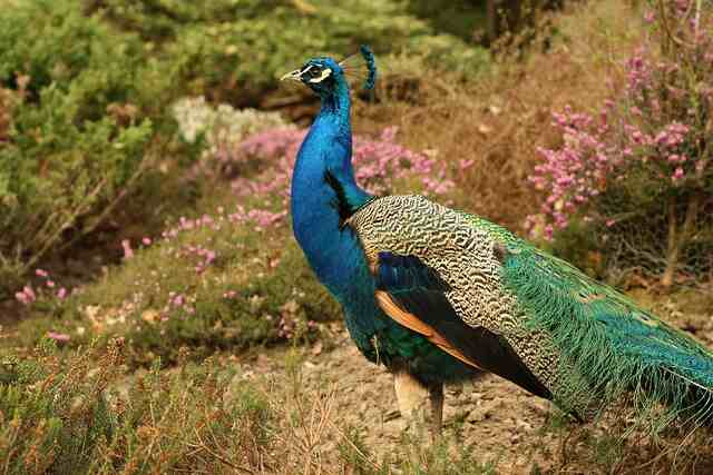 A wild peacock.