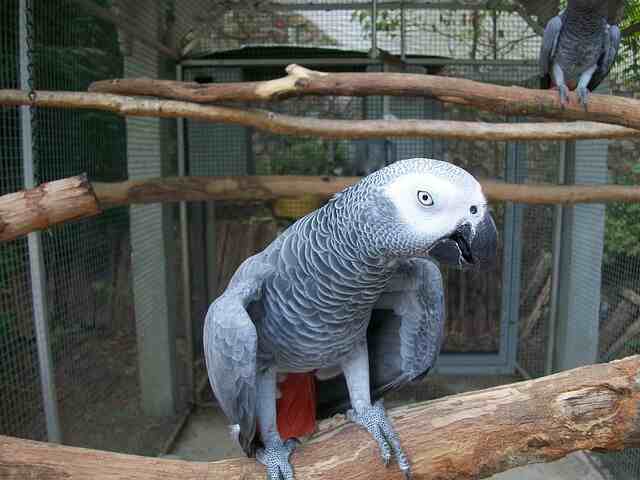 An African Gray parrot saying a few words perched in a cage.