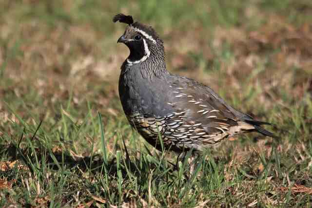 A California quail foraging for food sources.