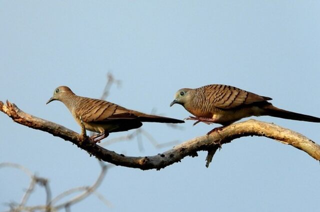 Two Cuckoo fledglings perched on a tree branch learning to fly.