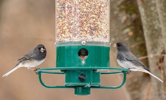 Two Dark-eyed Juncos perched on a Droll Yankees bird feeder eating seeds.