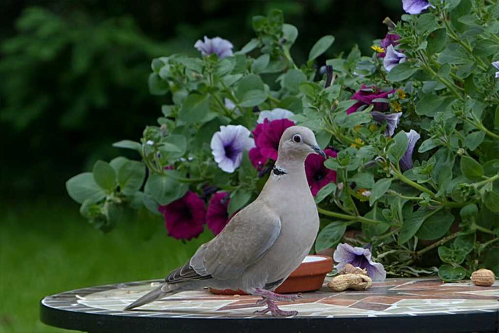 A Eurasian-collared dove perched on a table in a garden.