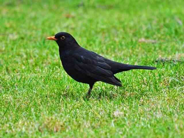 A Common Blackbird foraging though grass.