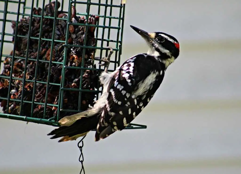 A hairy woodpecker feeding on suet.