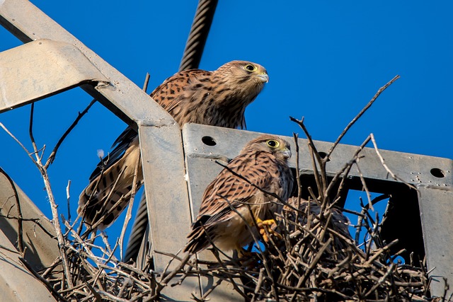 A Kestrel watching as a fledgling leaves the nest.