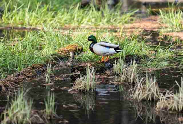A Mallard duck foraging in a wetland swamp.