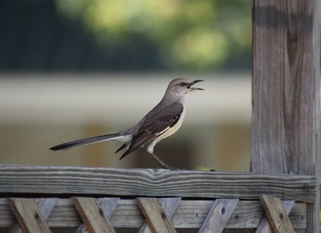 A mockingbird perched on a wooden railing mimicking sounds.