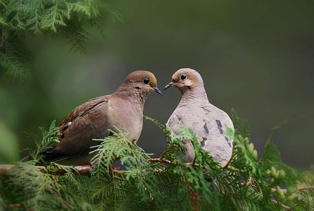 Two mourning doves perched on a tree together.