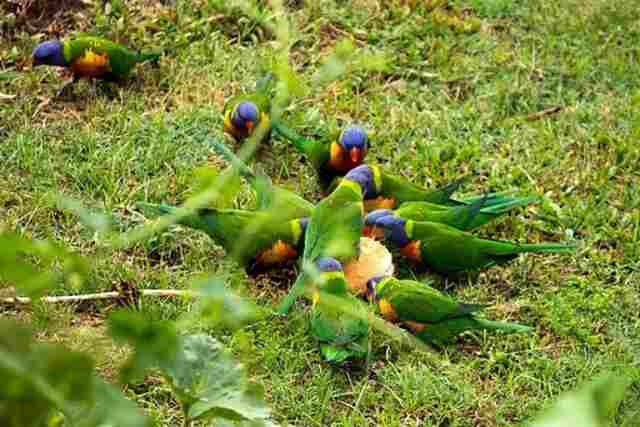 A bunch of rainbow lorikeets eating bread together off the ground.