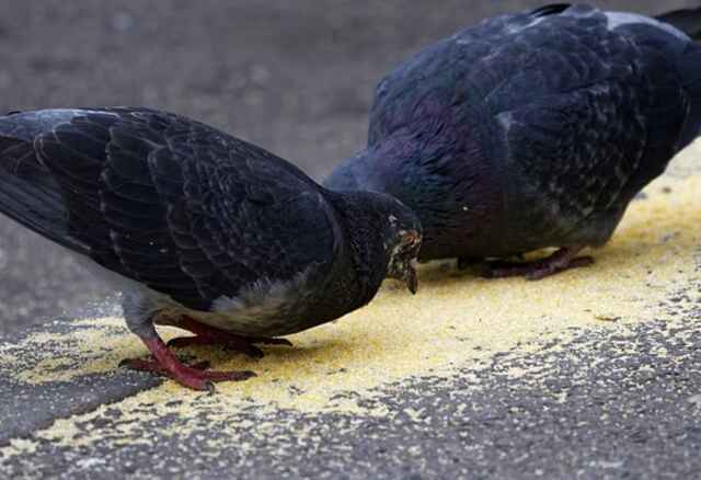 Two black pigeons eating ground up cereal off the ground.