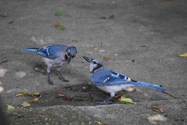Two blue jays drinking water from a puddle on a sidewalk.