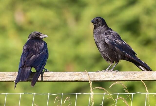Two crows perched on a fence together.