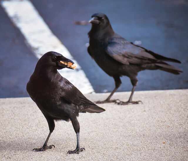A couple of crows picking up French fries and other food items off the pavement.