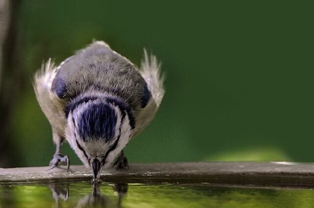 A blue tit drinking water out of a bird bath.